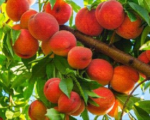 PRUNUS PERSICA PLATICARPA BIANCA V24 PESCA BIANCA <br/> Piante e Alberi da Frutto