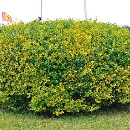 LIGUSTRUM OVALIFOLIUM AUREUM V17 <br/> Arbusti