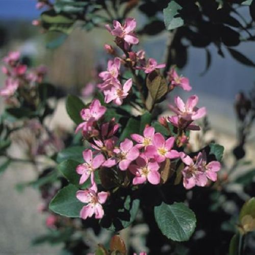 RHAPHIOLEPIS INDICA SPRINGTIME V17 <br/> Piante Fiorite da Giardino