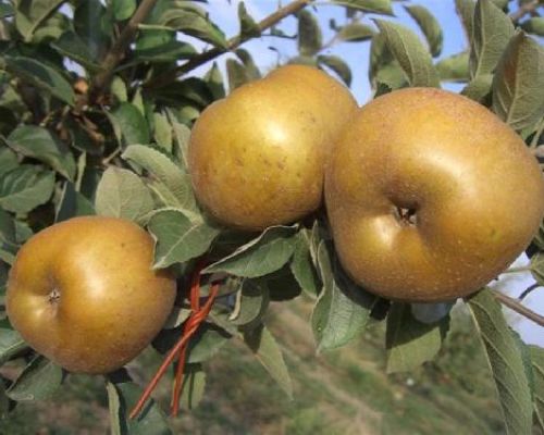 MALUS COMMUNIS RENETTA GRIGIA V24 MELA <br/> Piante e Alberi da Frutto