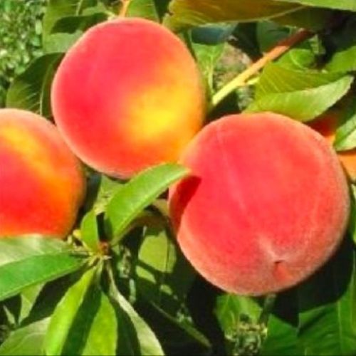 PRUNUS PERSICA REDHAVEN V24 PESCA GIALLA <br/> Piante e Alberi da Frutto