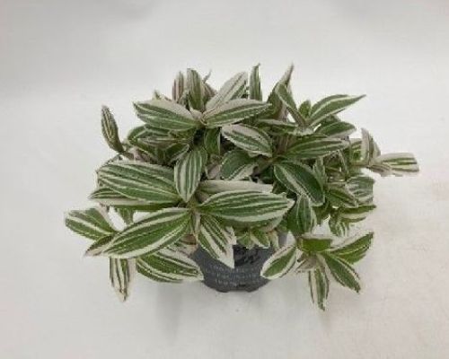 TRADESCANTIA WHITE COBRA V10 <br/> Piante Verdi da Interno