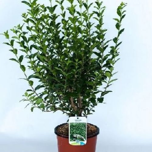 LIGUSTRO LIGUSTRUM OVALIFOLIUM V.15 <br/> Arbusti