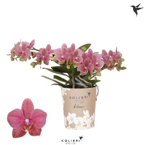 PHALAENOPSIS KOLIBRI 2F V9 <br/> Piante Fiorite da Interno