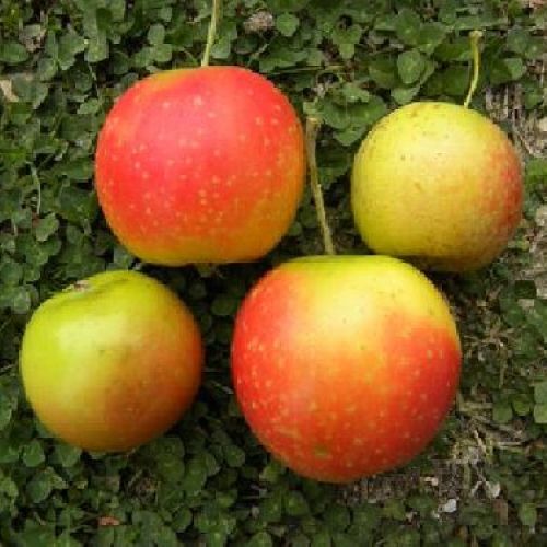 MALUS COMMUNIS GAVA V24 MELA <br/> Piante e Alberi da Frutto