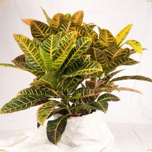 CODIAEUM VAROEGATUM PETRA V12 <br/> Piante Verdi da Interno