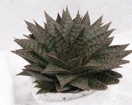 HAWORTHIE-GASTERIE MIX V.5,5 <br/> Piante Grasse