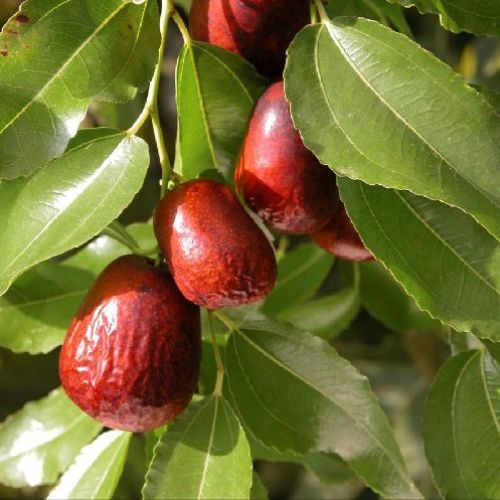 ZIZZIPUS SATIVA LANG GIUGGIOLO V15 <br/> Piante e Alberi da Frutto