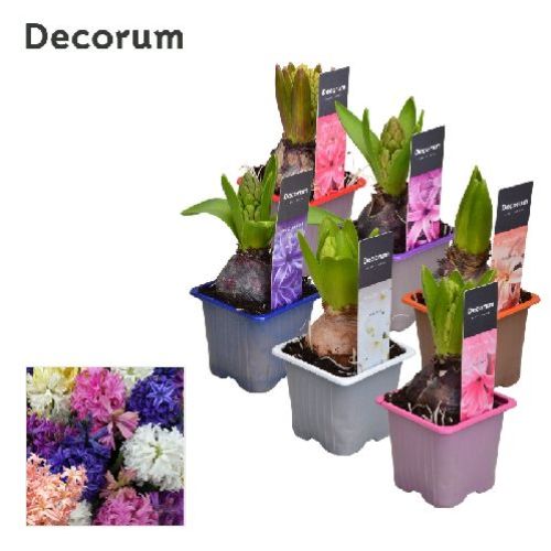 HYACINTHUS V7 GIACINTO <br/> Piante Fiorite da Interno