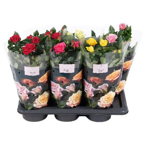 ROSELLINA PALACE MIX V 17 <br/> Piante Fiorite da Giardino