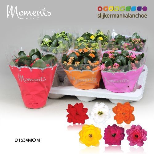KALANCHOE BLOSSFELDIANA V.15 <br/> Piante Fiorite da Interno