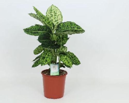 DIEFFENBACHIA REFLECTOR V24 <br/> Cura delle Piante BIO