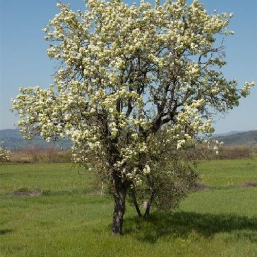 PIANTE DI PERO PYRUS COMMUNIS V24 Pero Cotogno <br/> Piante e Alberi da Frutto