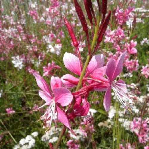 GAURA LINDHEIMERI MEDIUM RED V17 <br/> Piante Perenni ed Erbacee, Fiori Perenni