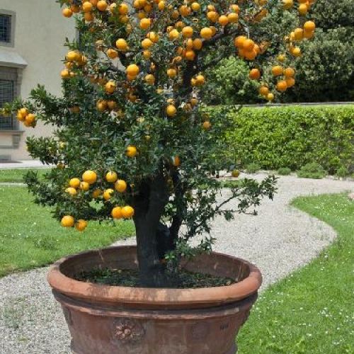 CITRUS CLEMENTINA V20 CLEMENTINA <br/> Piante e Alberi da Frutto