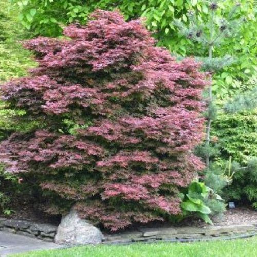 ACER PALMATUM BRANDT'S DWARF V17 <br/> Arbusti