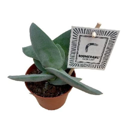 CRASSULA BOOMERANG V.10 <br/> Piante Grasse