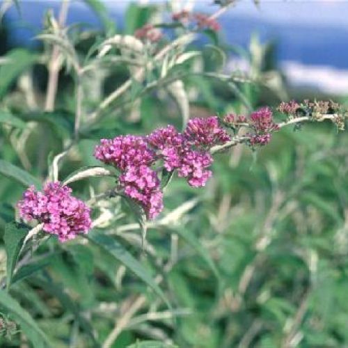 Buddleja davidii empire blue v25 <br/> Piante Fiorite da Giardino