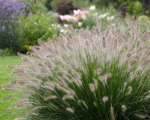 PENNISETUM ALOPECUROIDES HAMELN V18 <br/> Piante Perenni ed Erbacee, Fiori Perenni