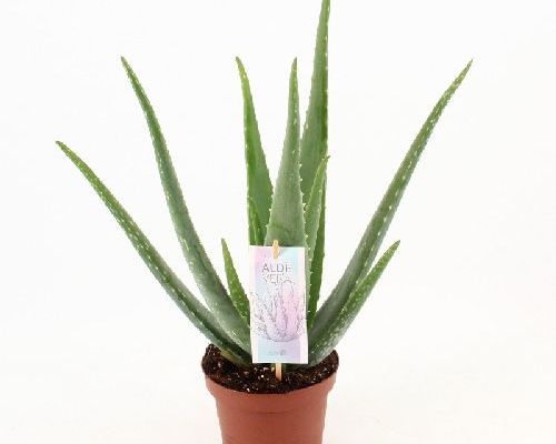 ALOE VERA V.14 <br/> Piante Grasse
