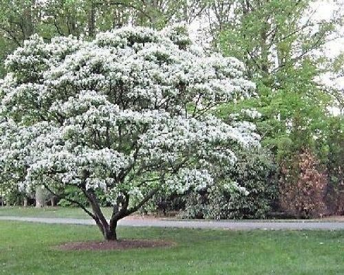 CHIONANTHUS RETUSUS V30 <br/> Piante Fiorite da Giardino