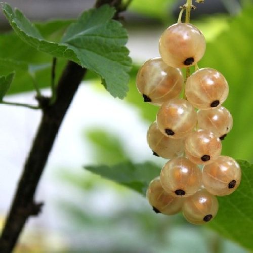 RIBES BIANCO WITTE PAREL  V.18 <br/> Piante e Alberi da Frutto