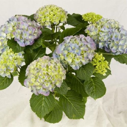 HYDRANGEA ORTENSIA V22 <br/> Piante Fiorite da Giardino