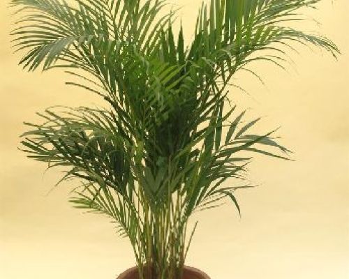 ARECA LUTESCENS H140 <br/> Piante Verdi da Interno
