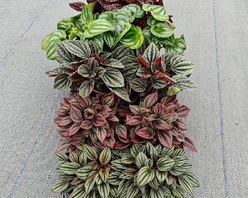 PEPEROMIA MIX V.12 <br/> Piante Verdi da Interno
