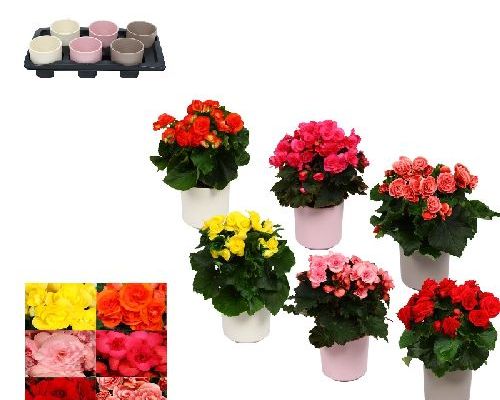 BEGONIA ELIATIOR CASPO V14 <br/> Piante Fiorite da Interno