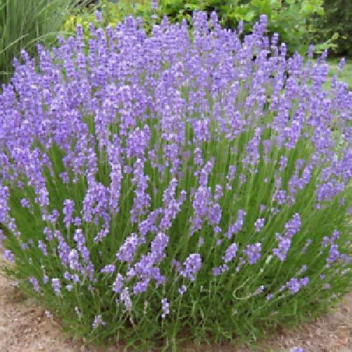 LAVANDULA AUGUSTIFOLIA V19 LAVANDA <br/> Piante Aromatiche
