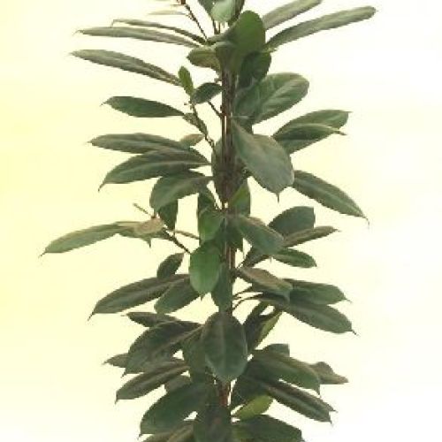 FICUS CYATHISTIPULA V21 <br/> Piante Verdi da Interno