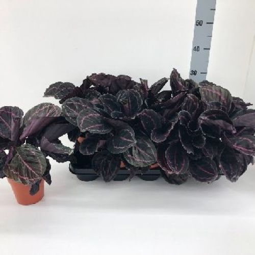 CALATHEA ROSEOPICTA DOTTIE V12 <br/> Piante Verdi da Interno