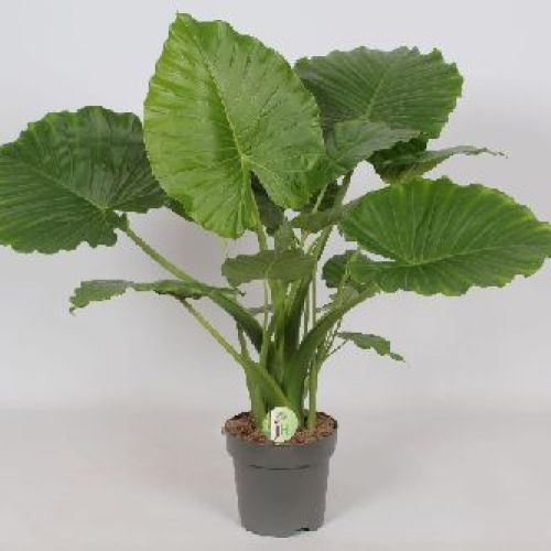 ALOCASIA GAGEANA V24 <br/> Piante Verdi da Interno