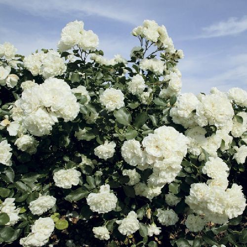 ROSA PAESAGGISTICA WHITE MEILLAND <br/> Piante Fiorite da Giardino