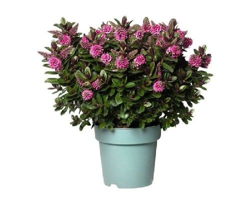 HEBE MIX V17 <br/> Piante Fiorite da Giardino