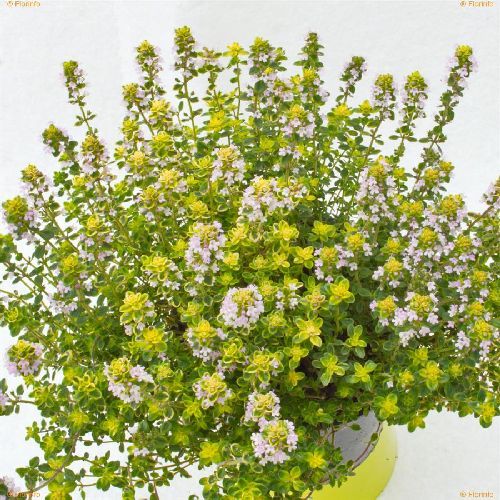 THYMUS CITRIODORUS AUREUS V14 TIMO VARIEGATO <br/> Piante Aromatiche