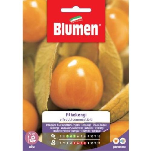 Blumen giardino fiori Alkekengi frutti commestibili <br/> Semi da Fiore
