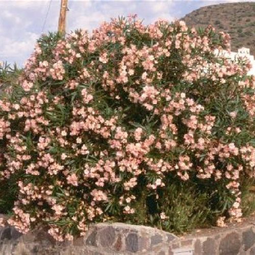 NERINUM OLEANDER V30 OLEANDRO EVOLUTION <br/> Giardino Mediterraneo