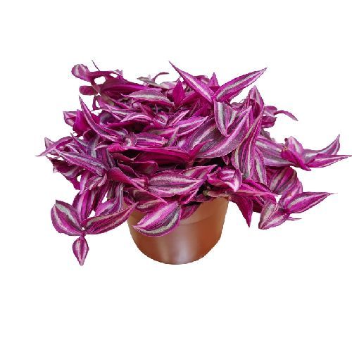 TRADESCANTIA ZEBRINA PINK PARADISE V12 <br/> Piante Verdi da Interno