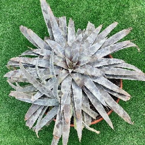 MANGAVE V.20 <br/> Piante Grasse