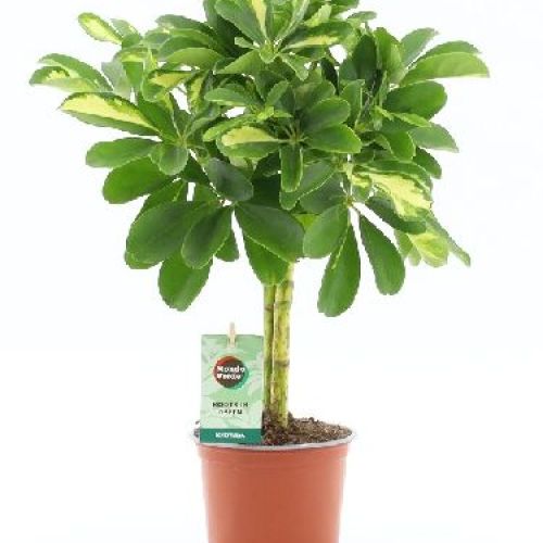 SCHEFFLERA ARBORICOLA GOLD CAPELLA ALB. V12 <br/> Piante Verdi da Interno