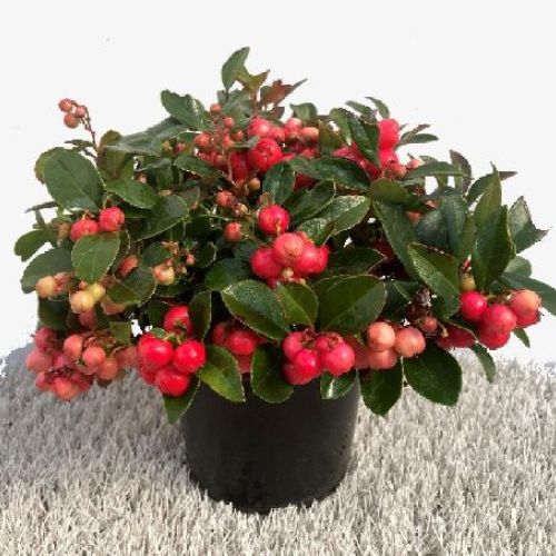 GAULTHERIA V.12 <br/> Piante Perenni ed Erbacee, Fiori Perenni