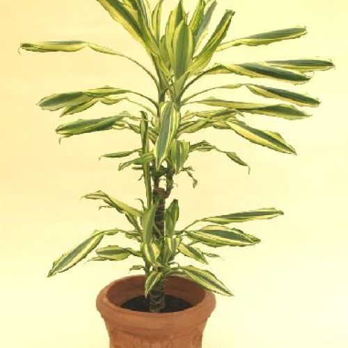 DRACENA GOLD COAST H 60,30,15 <br/> Piante Verdi da Interno