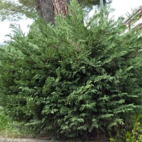 LEYLANDII CUPRESSOCIPARIS V.35 H.220 <br/> Piante Ornamentali