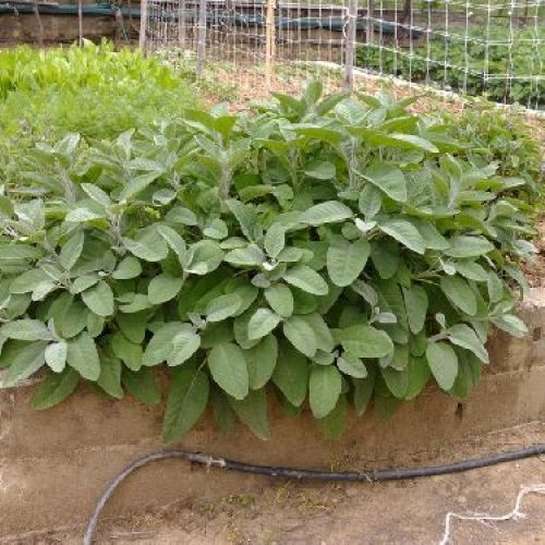 SALVIA OFFICINALIS V14 SALVIA <br/> Piante Aromatiche