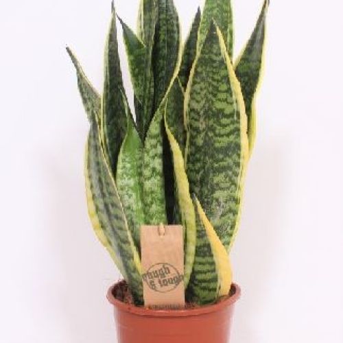 SANSEVERIA TRIFASCIATA V.17 <br/> Piante Verdi da Interno