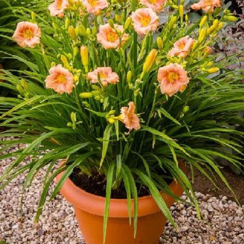 HEMEROCALLIS EVERYDAYLILY ROSE V17 <br/> Piante Perenni ed Erbacee, Fiori Perenni