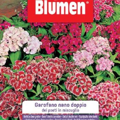 Blumen giardino fiori Garofano dei poeti nano doppio mix <br/> Semi da Fiore