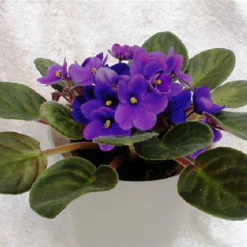 SAINTPAULIA IONANTHA V.10 <br/> Piante Fiorite da Interno